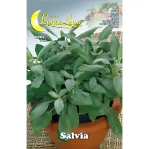 Uitverkoop Hortus Buona Luna 3 gr semi di salvia aroma seminare orto agricoltura