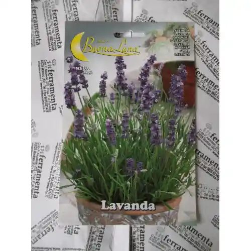 Weekendaanbieding Hortus Buona Luna semi di lavanda profumata seminare orto giardino prato